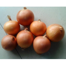 HON01 Taigo golden-yellow f1 hybrid onion seeds for sale